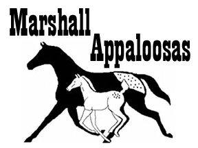 Marshall Appaloosas