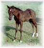 Indie - 2004 ApHC Filly